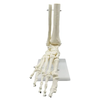 1:1 Анатомия скелета человека Модель стопы и голеностопного сустава с голенищем Анатомическая модель анатомии Учебные ресурсы