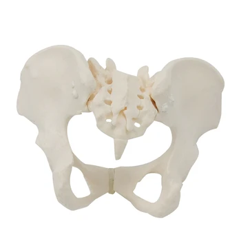 1 шт. 1 шт. Женская модель таза 1:1 Женская модель тазового скелета в натуральную величину для научного образования