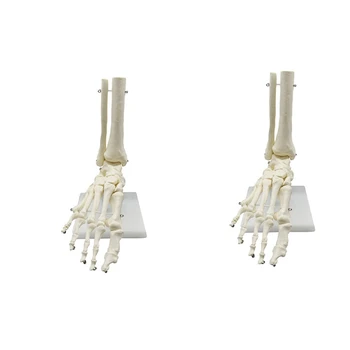 2X 1:1 Модель анатомии стопы скелета человека Стопа и голеностопный сустав с голенищем Анатомическая модель анатомии Учебные ресурсы