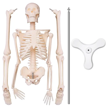 45 см Анатомическая анатомия человека Модель скелета Плакат Помощь в изучении анатомии Модель скелета человека 0