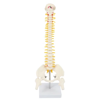 45 см Гибкая модель позвоночника для взрослых с поясничным изгибом позвоночника Модель скелета человека с моделью таза со спинным диском, используемая для массажа, йоги
