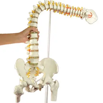 45 см Позвоночник человека с тазовой моделью Анатомическая анатомия человека Медицинская модель позвоночника Модель позвоночника с подставкой Fexible