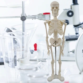 G5AA Модель скелета человека Анатомическая модель для обучения всего тела Стойка для моделей человеческого тела