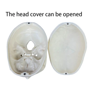 Анатомическая модель человеческого черепа, модель скелета головы анатомии человека в натуральную величину включает в себя полный набор зубов, съемный колпачок Skul
