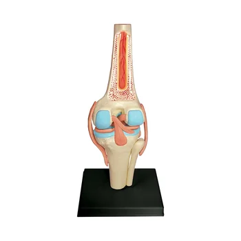 Медицинский туловище Модель человеческого тела Образование Модель органов коленного сустава для студенческого обучения Учебная модель сборки