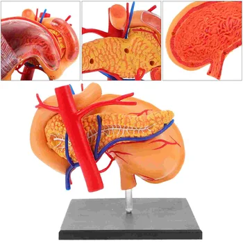 Модель анатомии органов Реалистичный желудок Анатомическое учебное оборудование Поставка человека