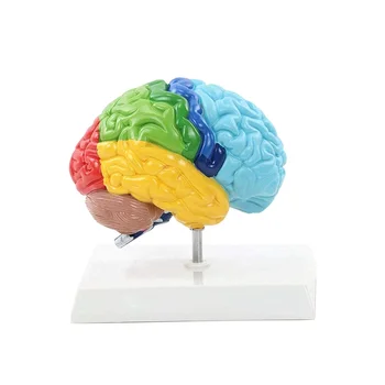 Модель правого полушария головного мозга человека Модель мозга образования 1:1 для студента, обучающегося, изучающего модель сборки