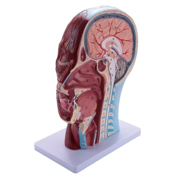 Поверхностная нейроваскулярная модель половины головы человека с мускулатурой, анатомическая модель головы в натуральную величину черепа и мозга